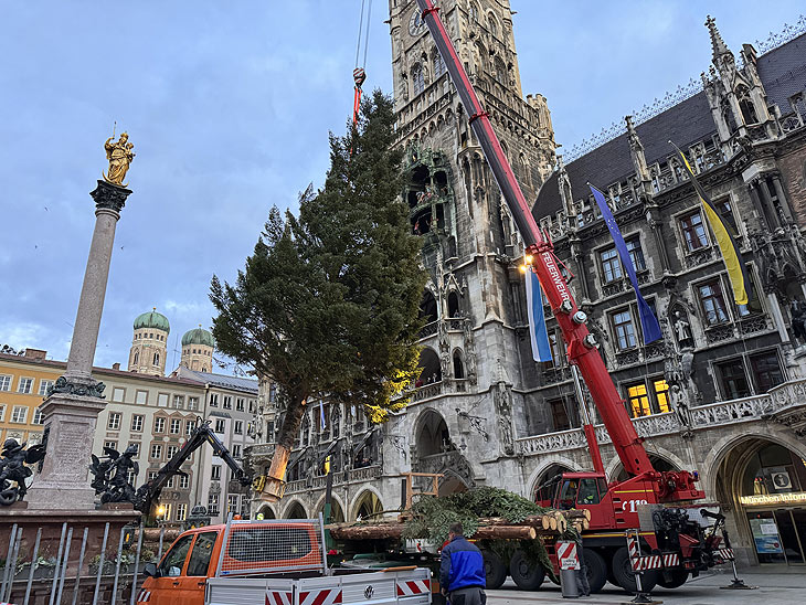 Aufstellung der sibirischen Fichte aus Königsorf  am 08.11.2023 auf dem Marienplatz (©Foto. Martin Schmitz)